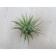 Tillandsia ionantha 5 cm