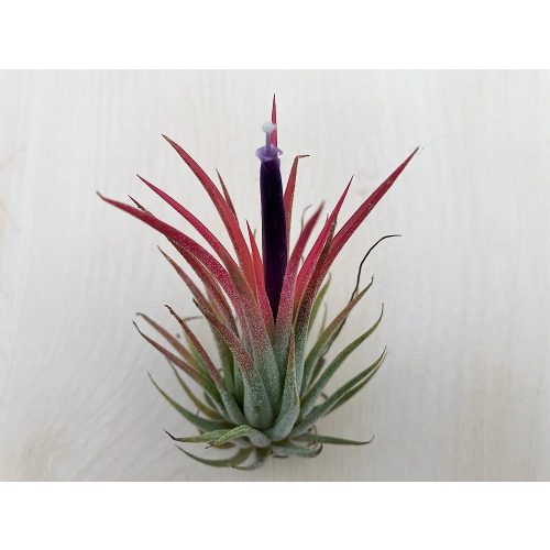 Tillandsia ionantha 6 cm (3 pcs)