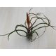 Tillandsia bulbosa