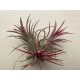 Tillandsia 4-5 cm