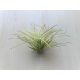 Tillandsia ionantha 5 cm