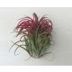 Tillandsia ionantha 7cm