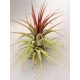 Tillandsia ionantha 5 cm