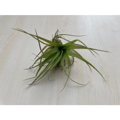 Tillandsia 5.