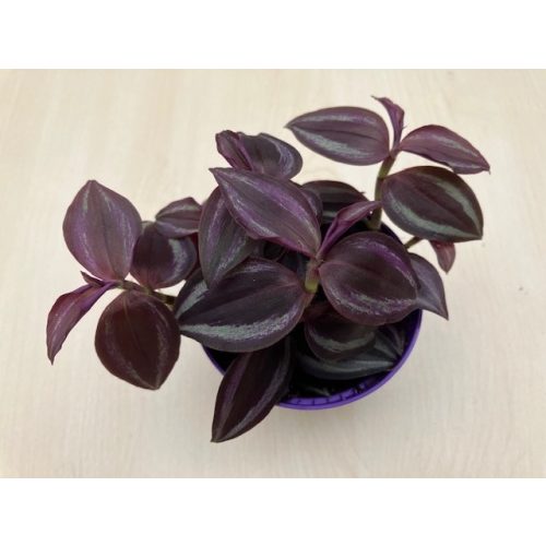 Tradescantia Zebrina 'Purple Joy'