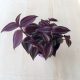 Tradescantia zebrina 'Purpusii'