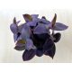 Tradescantia 'Purple Heart'