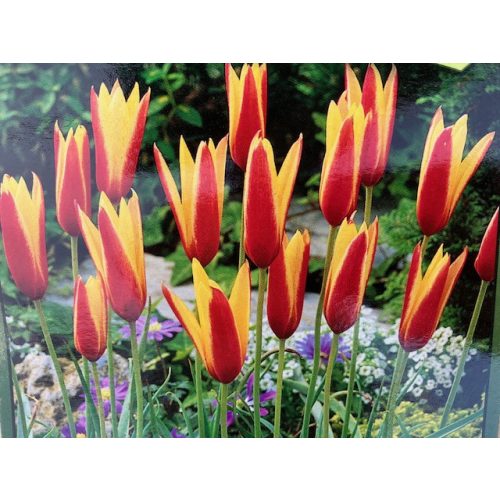 Tulip bulbs 10 pcs